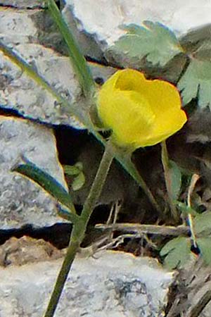 Ranunculus sartorianus \ Sartorius' Hahnenfu� / Sartorius' Buttercup, GR Peloponnes, Chelmos 18.5.2024