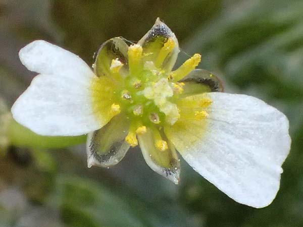 Ranunculus baudotii \ Baudots Wasser-Hahnenfu / Baudot's Water Crowfoot, GR Peloponnes, Mt. Kyllini, Limni Dasiou 21.5.2024