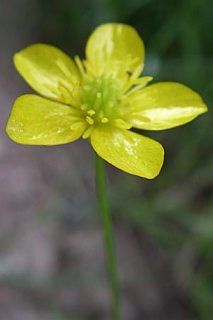 Ranunculus velutinus \ Samtiger Hahnenfu� / Velvet Buttercup, GR Igoumenitsa 13.5.2008