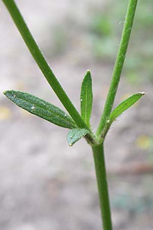 Ranunculus velutinus \ Samtiger Hahnenfu� / Velvet Buttercup, GR Igoumenitsa 13.5.2008