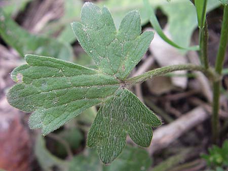 Ranunculus velutinus \ Samtiger Hahnenfu� / Velvet Buttercup, GR Igoumenitsa 13.5.2008