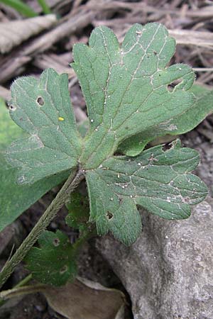 Ranunculus velutinus \ Samtiger Hahnenfu� / Velvet Buttercup, GR Igoumenitsa 13.5.2008