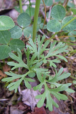 Ranunculus garganicus \ Gargano-Hahnenfu� / Gargano Buttercup, GR Zagoria, Mikro Papingko 17.5.2008
