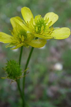 Ranunculus garganicus \ Gargano-Hahnenfu� / Gargano Buttercup, GR Zagoria, Mikro Papingko 17.5.2008