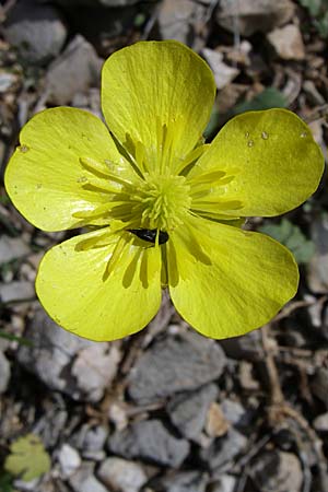 Ranunculus sprunerianus \ Spruners Hahnenfu� / Spruner's Buttercup, GR Zagoria, Mikro Papingko 17.5.2008