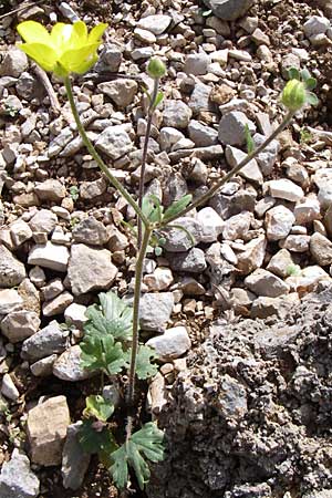 Ranunculus sprunerianus \ Spruners Hahnenfu� / Spruner's Buttercup, GR Zagoria, Mikro Papingko 17.5.2008