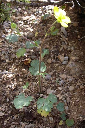 Ranunculus sprunerianus \ Spruners Hahnenfu� / Spruner's Buttercup, GR Zagoria, Mikro Papingko 17.5.2008