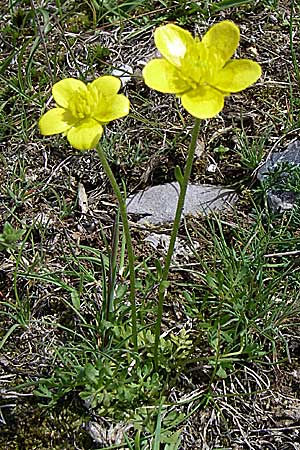 Ranunculus gracilis \ Zierlicher Hahnenfu� / Gracile Buttercup, GR Timfi 17.5.2008