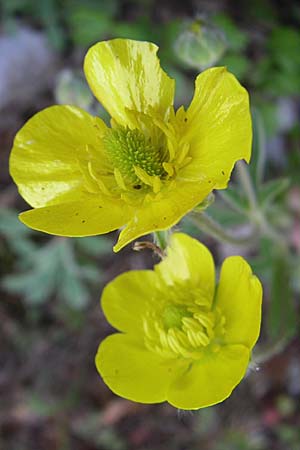 Ranunculus psilostachys \ Flaumiger Hahnenfu / Fuzzy Buttercup, GR Zagoria, Kipi 18.5.2008