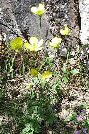 Ranunculus psilostachys \ Flaumiger Hahnenfu / Fuzzy Buttercup, GR Zagoria, Kipi 18.5.2008