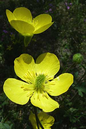 Ranunculus psilostachys \ Flaumiger Hahnenfu / Fuzzy Buttercup, GR Zagoria, Kipi 18.5.2008