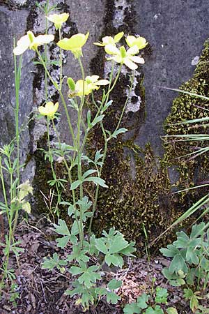Ranunculus psilostachys \ Flaumiger Hahnenfu / Fuzzy Buttercup, GR Zagoria, Kipi 18.5.2008