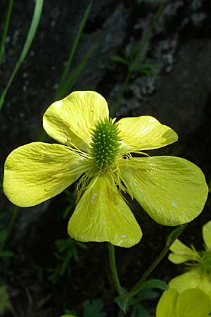 Ranunculus psilostachys \ Flaumiger Hahnenfu / Fuzzy Buttercup, GR Zagoria, Kipi 18.5.2008