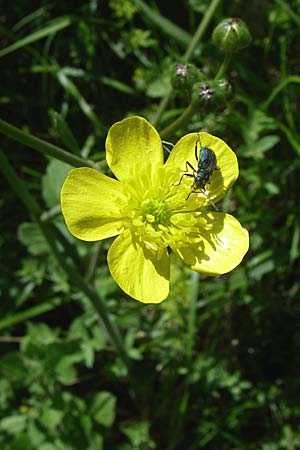 Ranunculus velutinus \ Samtiger Hahnenfu� / Velvet Buttercup, GR Zagoria, Kipi 18.5.2008