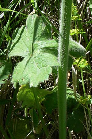 Ranunculus velutinus \ Samtiger Hahnenfu� / Velvet Buttercup, GR Zagoria, Kipi 18.5.2008