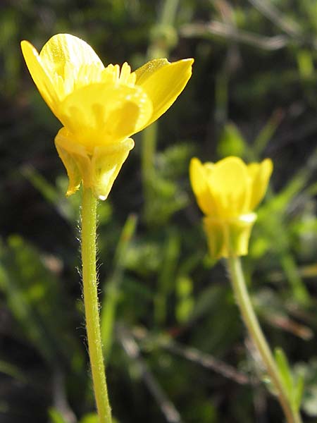 Ranunculus gracilis \ Zierlicher Hahnenfu� / Gracile Buttercup, GR Peloponnes, Manthirea 1.4.2013