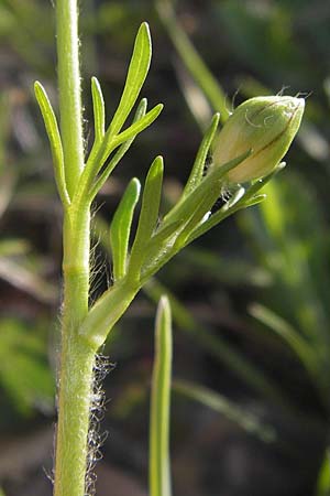 Ranunculus gracilis \ Zierlicher Hahnenfu� / Gracile Buttercup, GR Peloponnes, Manthirea 1.4.2013