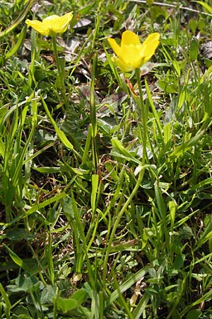 Ranunculus millefoliatus \ Tausendbl&auml;ttriger Hahnenfu� / Thousandleaf Buttercup, GR Parnitha 3.4.2013