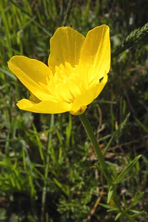 Ranunculus millefoliatus \ Tausendbl&auml;ttriger Hahnenfu� / Thousandleaf Buttercup, GR Parnitha 3.4.2013