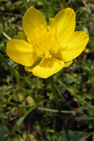 Ranunculus millefoliatus \ Tausendbl&auml;ttriger Hahnenfu� / Thousandleaf Buttercup, GR Parnitha 3.4.2013
