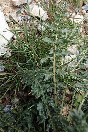 Reseda alba \ Weie Resede / White Mignonette, GR Hymettos 20.3.2019