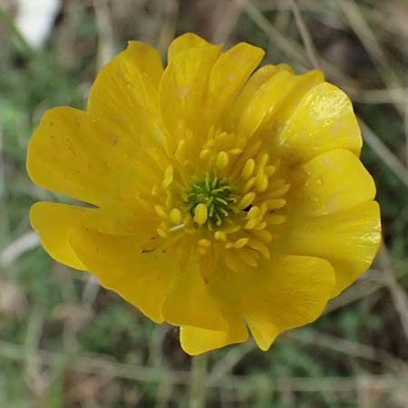 Ranunculus sartorianus \ Sartorius' Hahnenfu� / Sartorius' Buttercup, GR Peloponnes, Chelmos 18.5.2024
