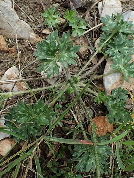 Ranunculus sartorianus \ Sartorius' Hahnenfu� / Sartorius' Buttercup, GR Peloponnes, Chelmos 18.5.2024