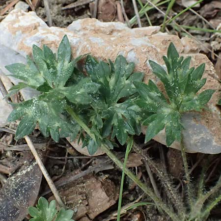 Ranunculus sartorianus \ Sartorius' Hahnenfu� / Sartorius' Buttercup, GR Peloponnes, Chelmos 18.5.2024