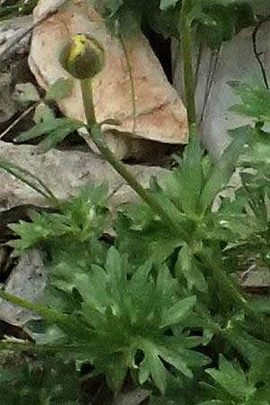 Ranunculus sartorianus \ Sartorius' Hahnenfu� / Sartorius' Buttercup, GR Peloponnes, Chelmos 18.5.2024