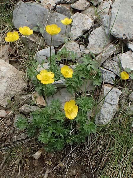 Ranunculus sartorianus \ Sartorius' Hahnenfu� / Sartorius' Buttercup, GR Peloponnes, Chelmos 18.5.2024