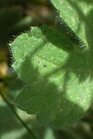 Ranunculus velutinus \ Samtiger Hahnenfu� / Velvet Buttercup, GR Peloponnes, Mt. Kyllini, Mesi Trikalon 21.5.2024