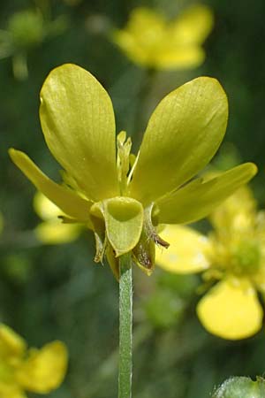 Ranunculus velutinus \ Samtiger Hahnenfu� / Velvet Buttercup, GR Peloponnes, Mt. Kyllini, Mesi Trikalon 21.5.2024