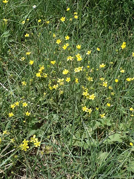 Ranunculus velutinus \ Samtiger Hahnenfu� / Velvet Buttercup, GR Peloponnes, Mt. Kyllini, Mesi Trikalon 21.5.2024
