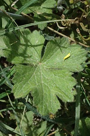 Ranunculus velutinus \ Samtiger Hahnenfu� / Velvet Buttercup, GR Peloponnes, Mt. Kyllini, Mesi Trikalon 21.5.2024