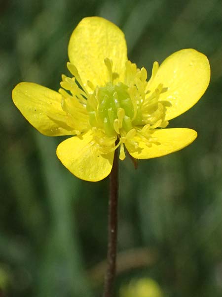 Ranunculus velutinus \ Samtiger Hahnenfu� / Velvet Buttercup, GR Peloponnes, Mt. Kyllini, Mesi Trikalon 21.5.2024