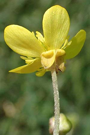 Ranunculus velutinus \ Samtiger Hahnenfu� / Velvet Buttercup, GR Peloponnes, Mt. Kyllini, Mesi Trikalon 21.5.2024