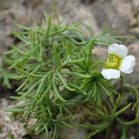 Ranunculus baudotii \ Baudots Wasser-Hahnenfu / Baudot's Water Crowfoot, GR Peloponnes, Mt. Kyllini, Limni Dasiou 21.5.2024