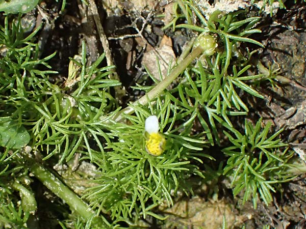 Ranunculus baudotii \ Baudots Wasser-Hahnenfu / Baudot's Water Crowfoot, GR Peloponnes, Mt. Kyllini, Limni Dasiou 21.5.2024