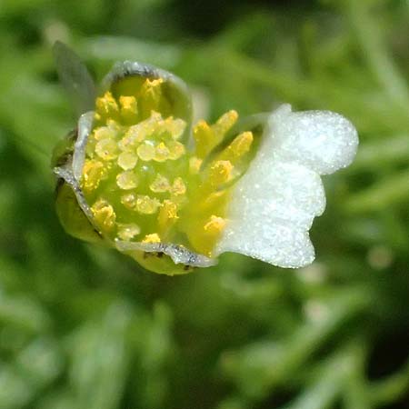 Ranunculus baudotii \ Baudots Wasser-Hahnenfu / Baudot's Water Crowfoot, GR Peloponnes, Mt. Kyllini, Limni Dasiou 21.5.2024