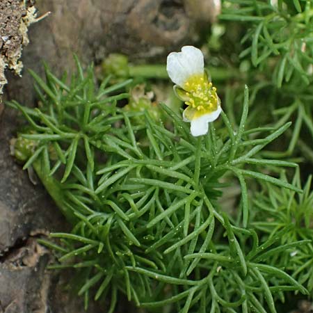 Ranunculus baudotii \ Baudots Wasser-Hahnenfu / Baudot's Water Crowfoot, GR Peloponnes, Mt. Kyllini, Limni Dasiou 21.5.2024