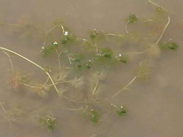Ranunculus baudotii \ Baudots Wasser-Hahnenfu / Baudot's Water Crowfoot, GR Peloponnes, Mt. Kyllini, Limni Dasiou 21.5.2024
