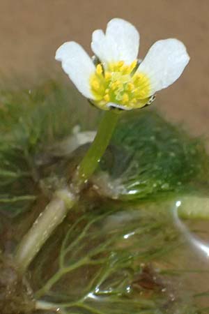 Ranunculus baudotii \ Baudots Wasser-Hahnenfu / Baudot's Water Crowfoot, GR Peloponnes, Mt. Kyllini, Limni Dasiou 21.5.2024