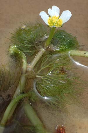 Ranunculus baudotii \ Baudots Wasser-Hahnenfu / Baudot's Water Crowfoot, GR Peloponnes, Mt. Kyllini, Limni Dasiou 21.5.2024