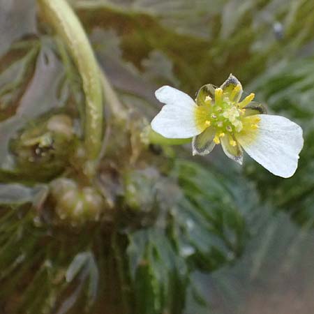 Ranunculus baudotii \ Baudots Wasser-Hahnenfu / Baudot's Water Crowfoot, GR Peloponnes, Mt. Kyllini, Limni Dasiou 21.5.2024