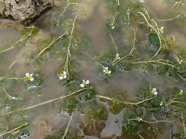 Ranunculus baudotii \ Baudots Wasser-Hahnenfu / Baudot's Water Crowfoot, GR Peloponnes, Mt. Kyllini, Limni Dasiou 21.5.2024