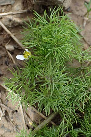 Ranunculus baudotii \ Baudots Wasser-Hahnenfu / Baudot's Water Crowfoot, GR Peloponnes, Mt. Kyllini, Limni Dasiou 21.5.2024