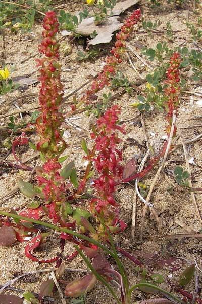 Rumex bucephalophorus \ Stierkopf-Ampfer / Horned Dock, GR Peloponnes, Strofylia-Wald bei Metochi-Kalogria / Peloponnese, Strofylia Forest near Metochi-Kalogria 27.3.2013