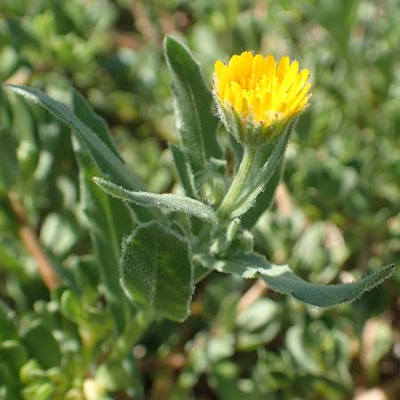 Calendula arvensis \ Acker-Ringelblume / Field Marigold, GR Euboea (Evia), Istiea 27.8.2017