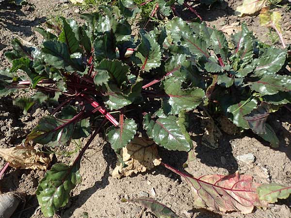 Beta vulgaris var. rapacea \ Rote Beete / Beet, GR Athen 21.3.2019
