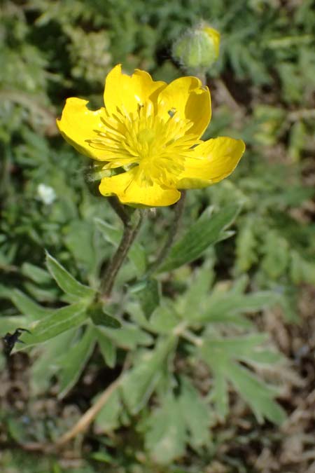 Ranunculus psilostachys \ Flaumiger Hahnenfu / Fuzzy Buttercup, GR Peloponnes, Saitas 19.5.2024